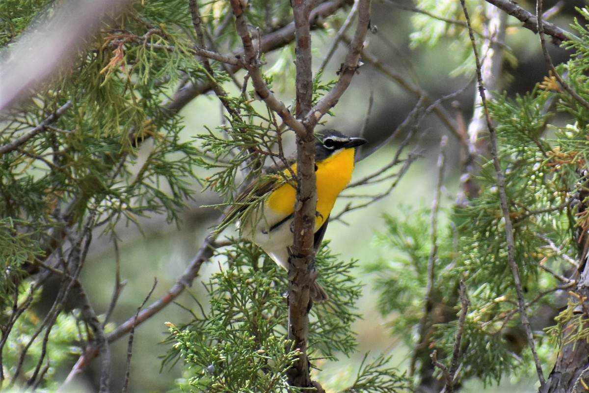 Yellow-breasted Chat - ML620153962