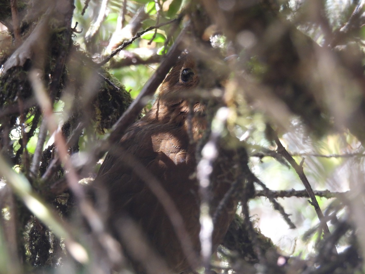 Chachapoyas Antpitta - ML620153963