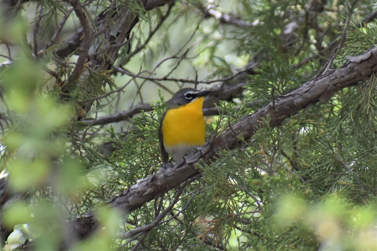 Yellow-breasted Chat - ML620153964