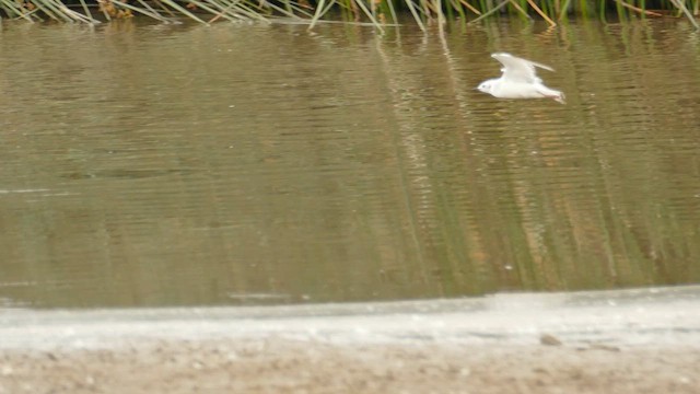 Bonaparte's Gull - ML620153965