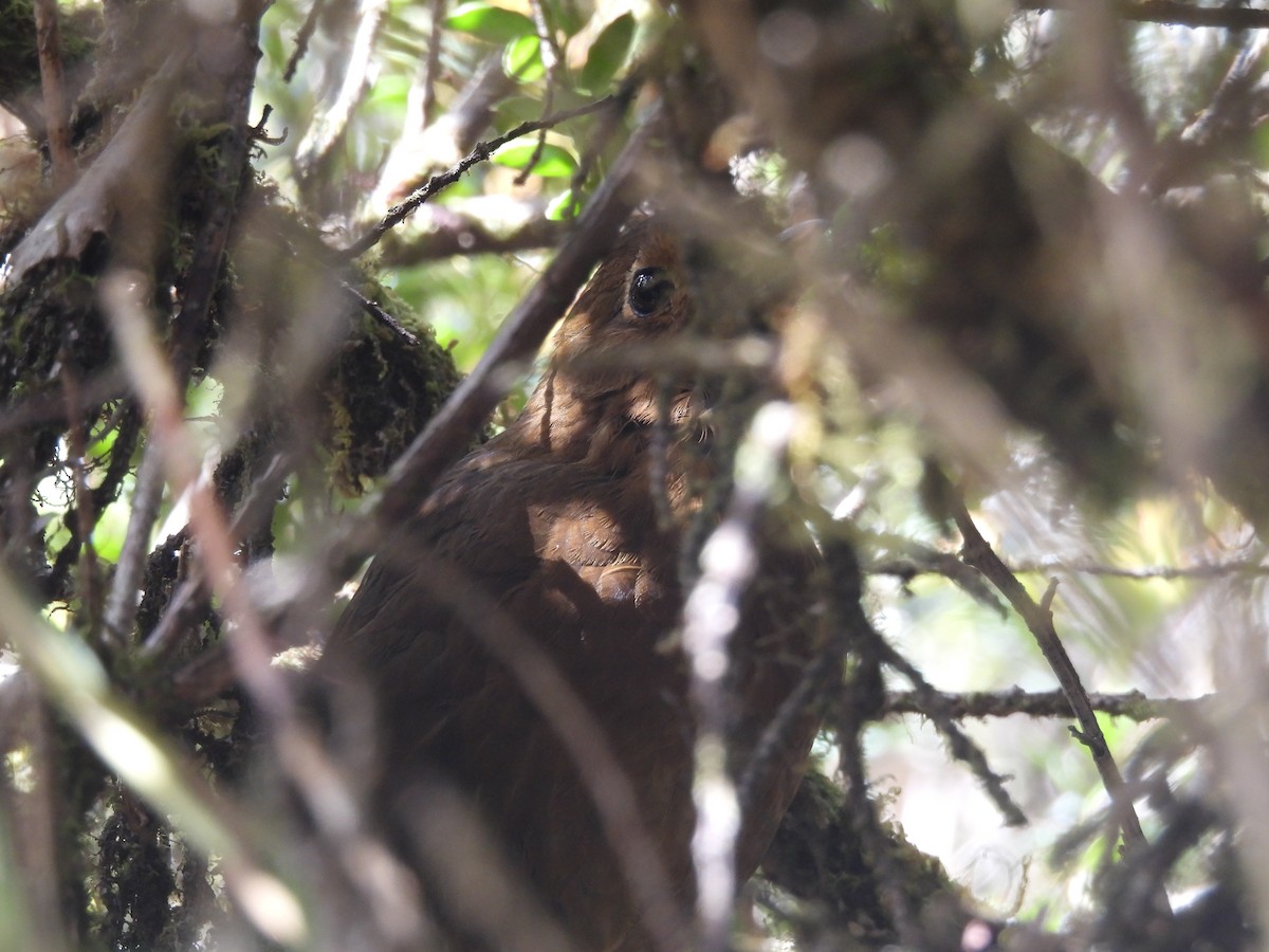 Chachapoyas Antpitta - ML620153972