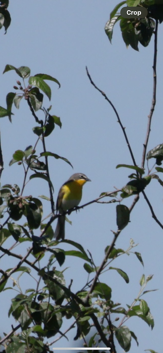 Yellow-breasted Chat - ML620153973