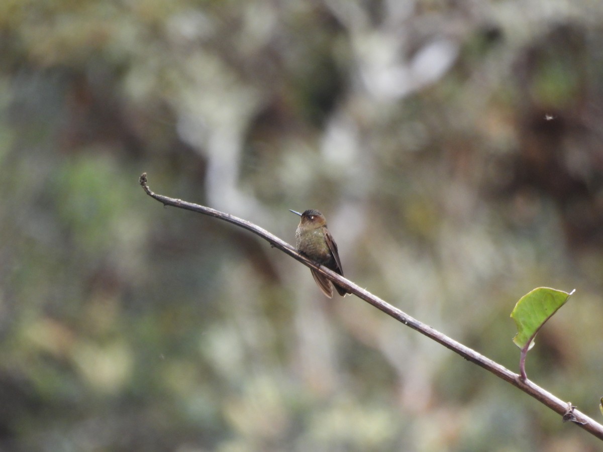 kolibřík myrtový - ML620153974