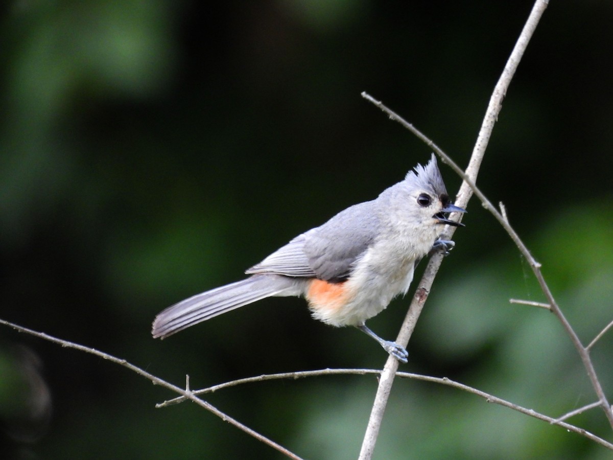 Tufted Titmouse - Pat Whittle