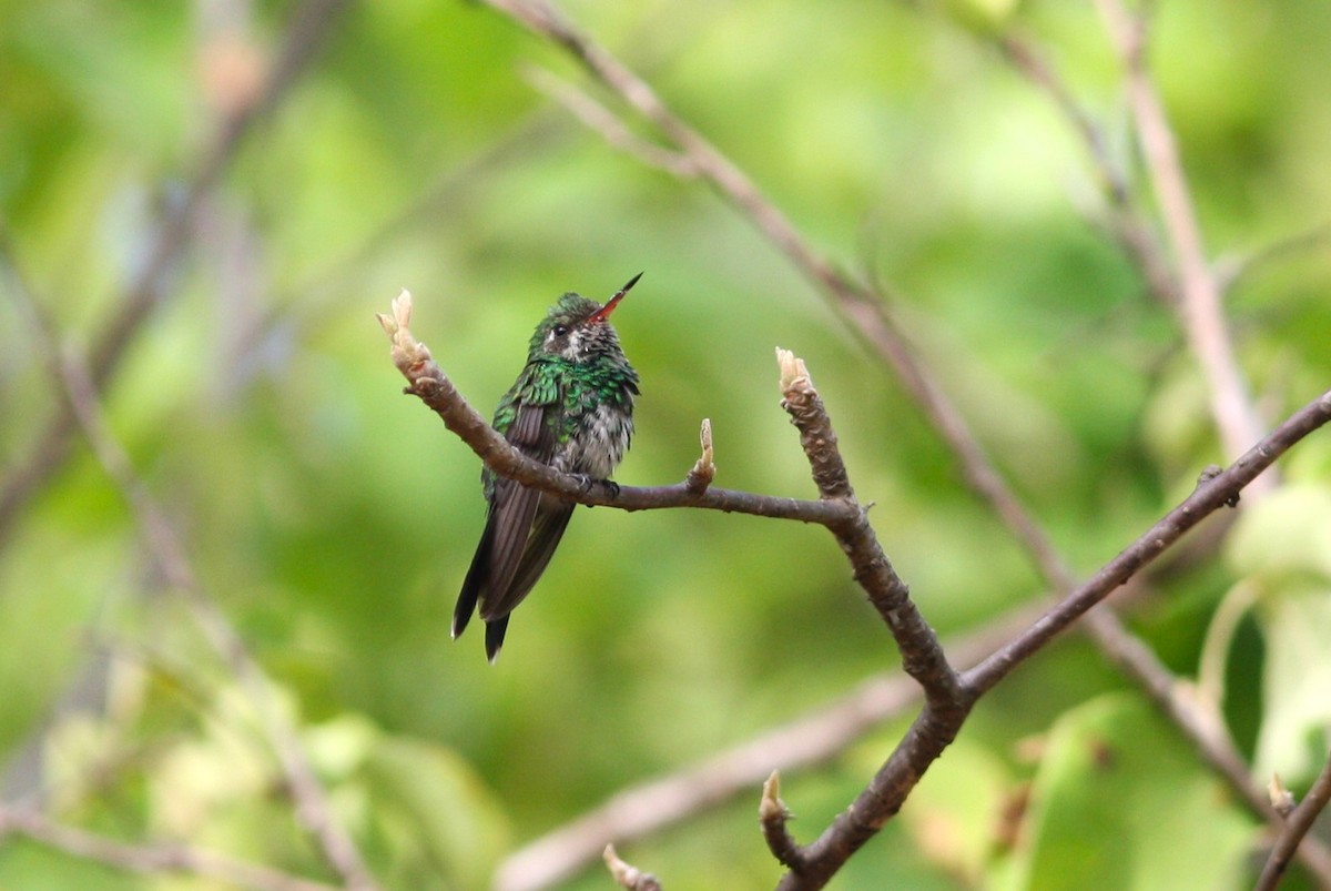 kolibřík Canivetův (ssp. canivetii) - ML620153981