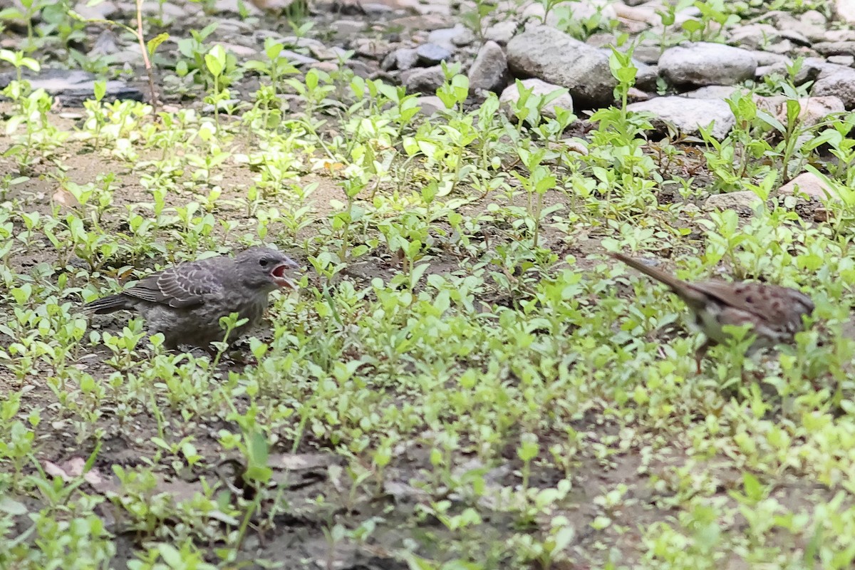 Brown-headed Cowbird - ML620153989