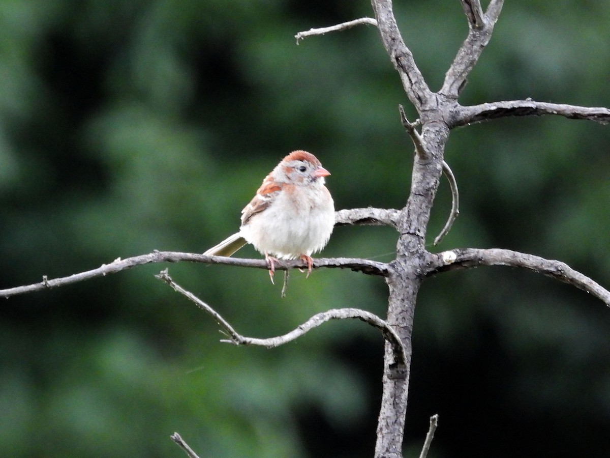 Field Sparrow - ML620153994