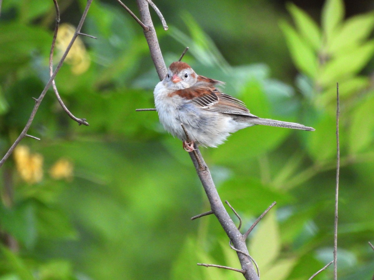 Field Sparrow - ML620153995