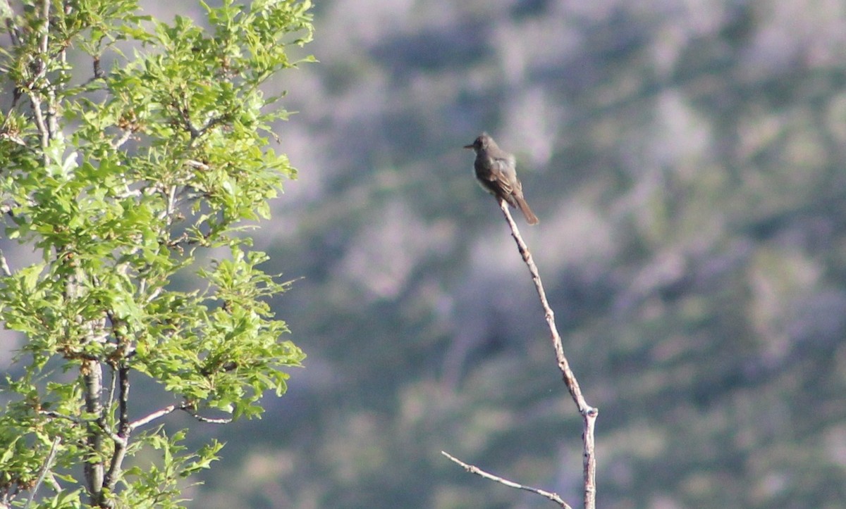 Greater Pewee - ML620153996