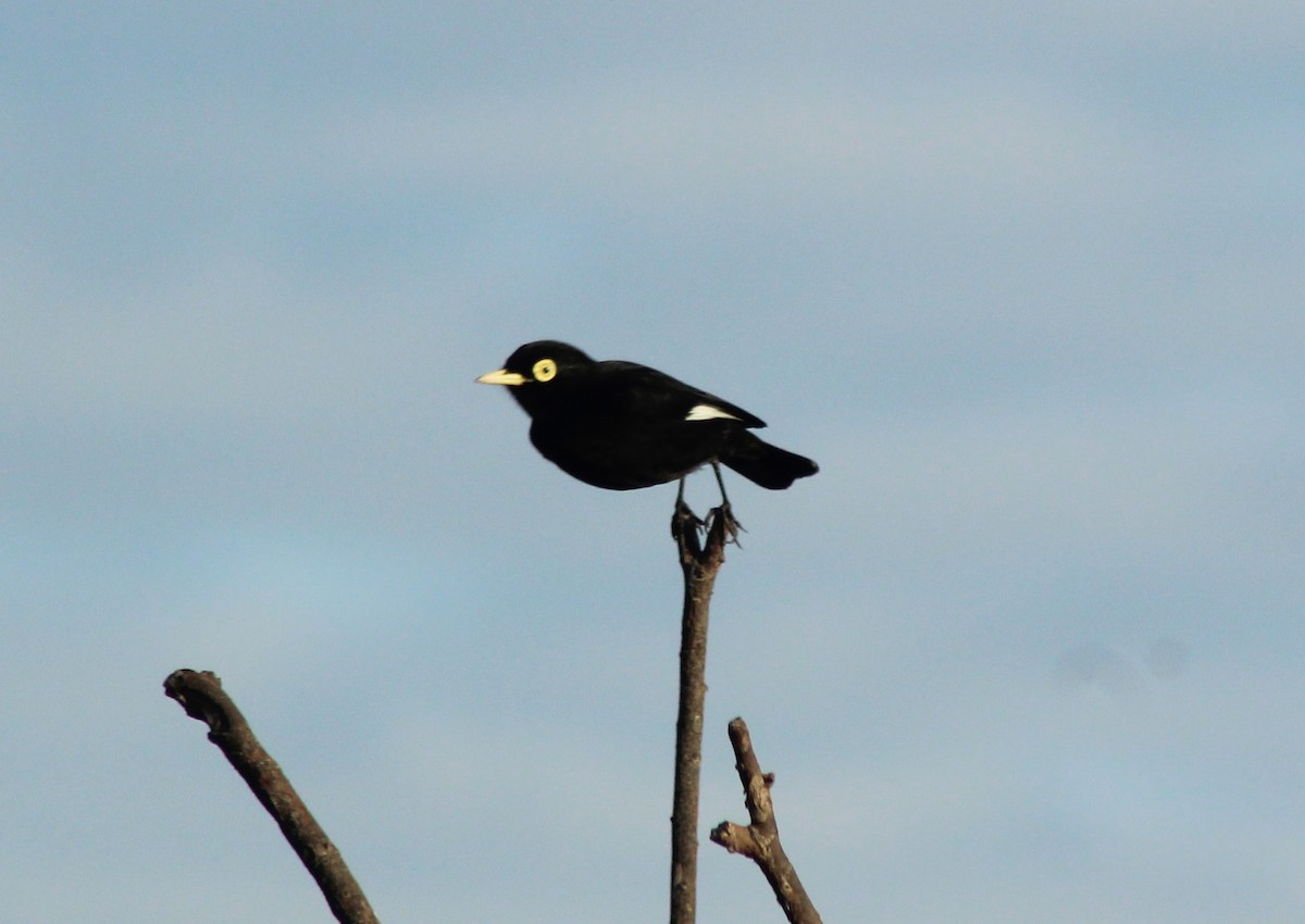 Spectacled Tyrant - ML620154011