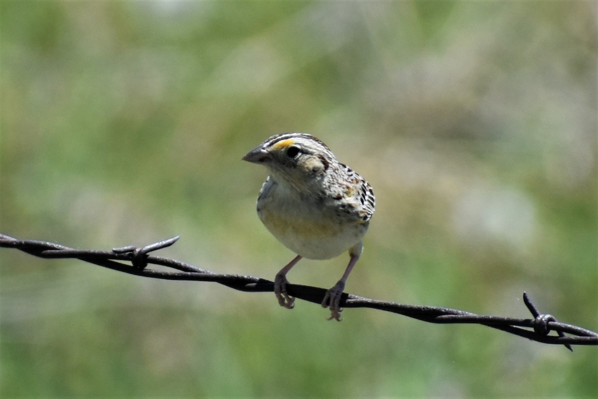 Grasshopper Sparrow - ML620154012