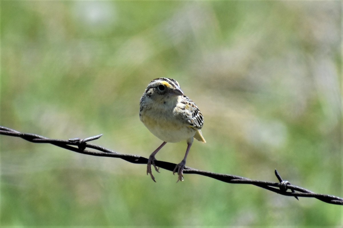 Grasshopper Sparrow - ML620154013