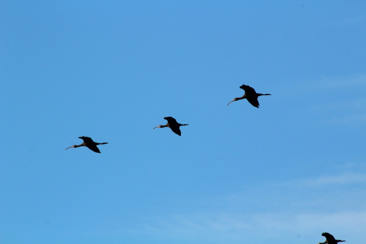ibis americký - ML620154015