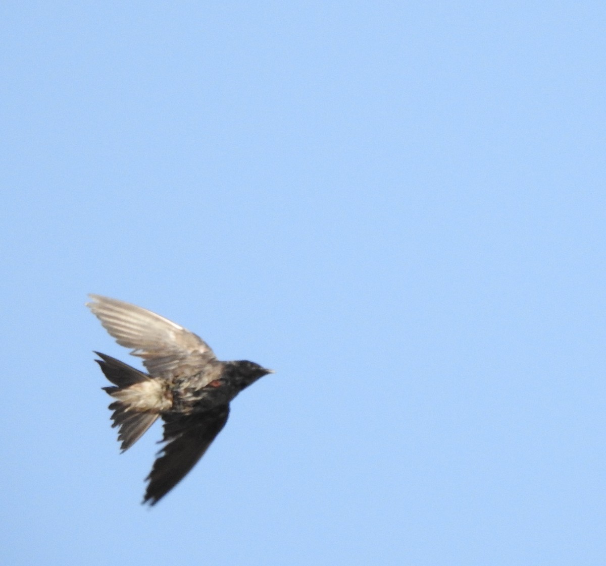 Golondrina Purpúrea - ML620154022