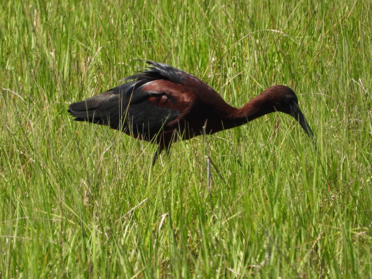 ibis hnědý - ML620154027