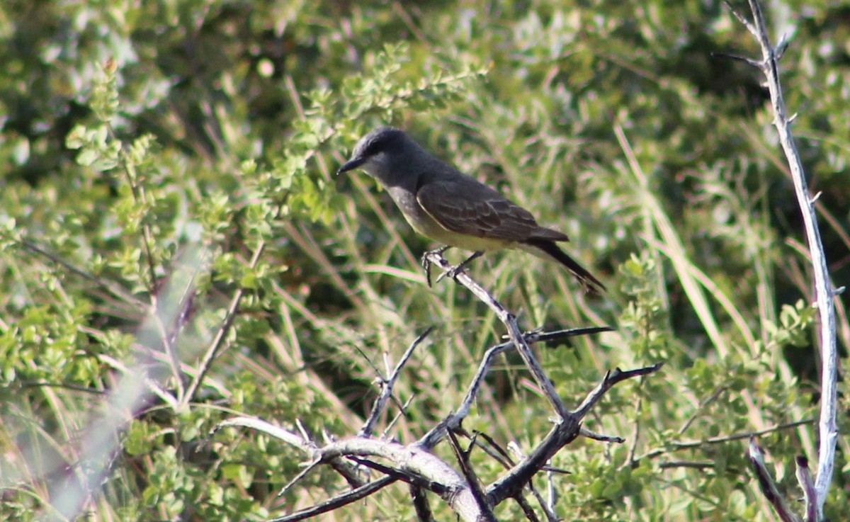 Cassin's Kingbird - ML620154035