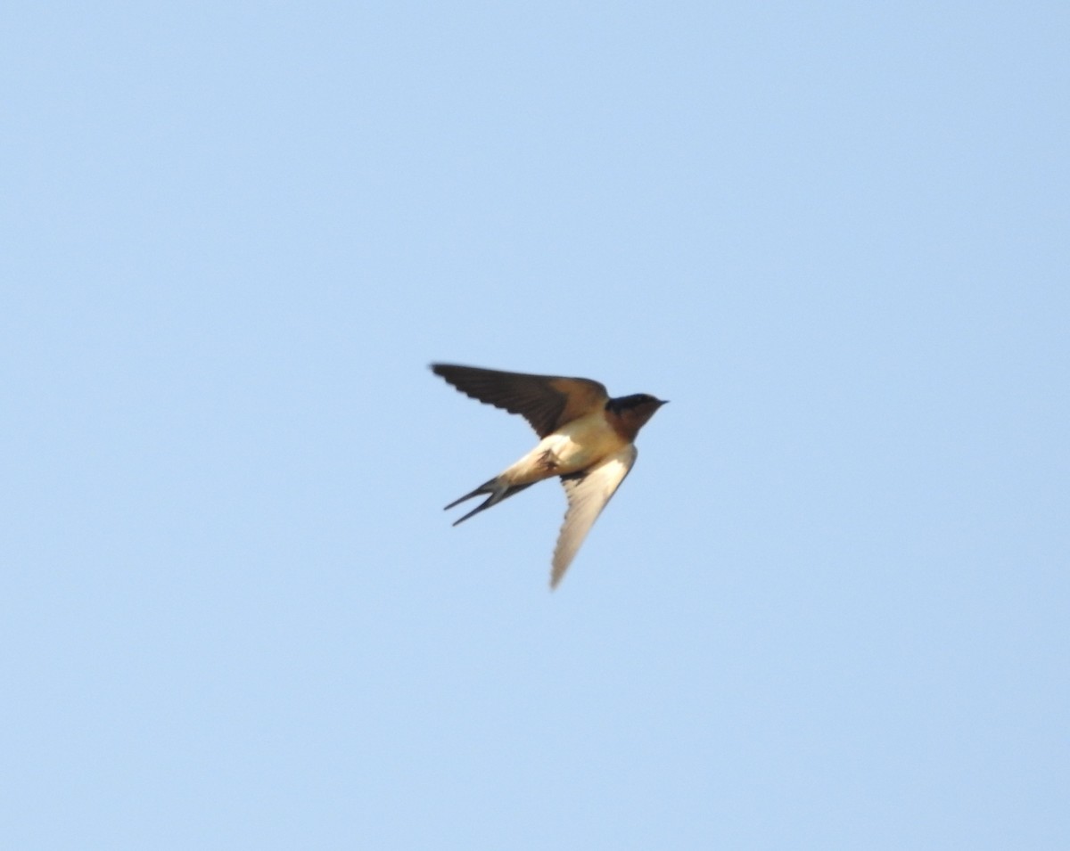 Barn Swallow - ML620154041