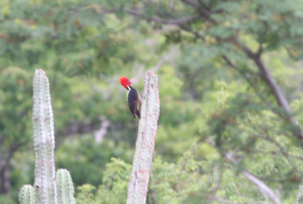 Pale-billed Woodpecker - ML620154044