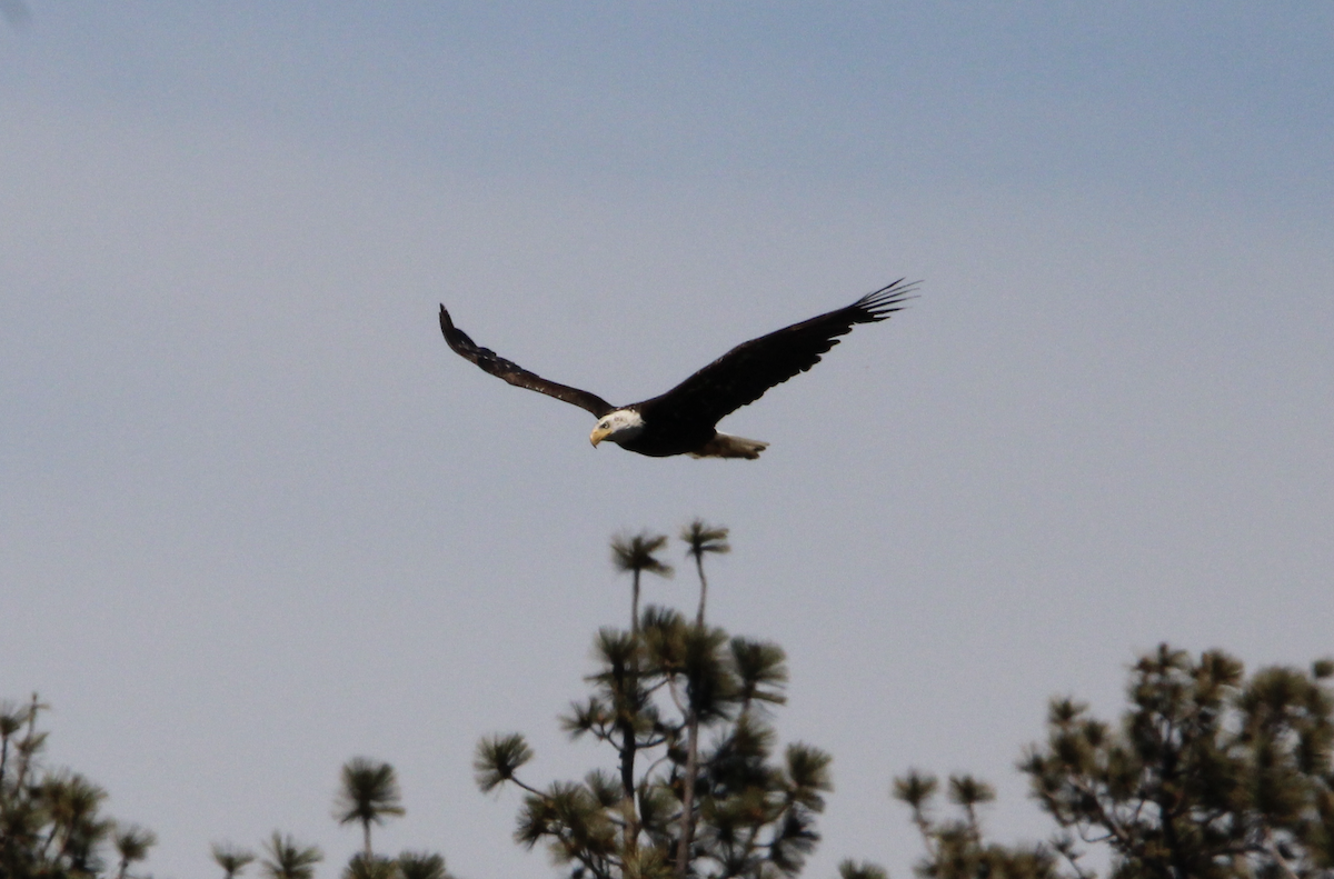 Bald Eagle - ML620154045