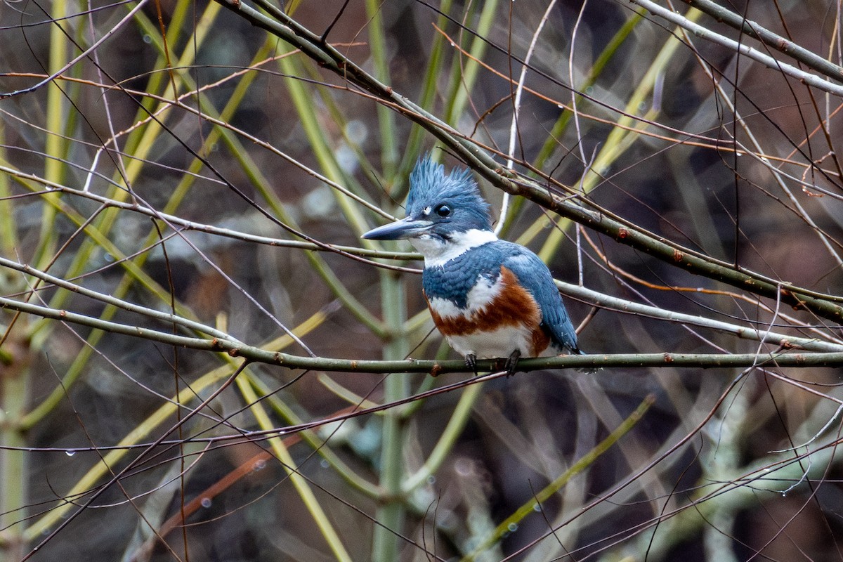 Belted Kingfisher - ML620154052