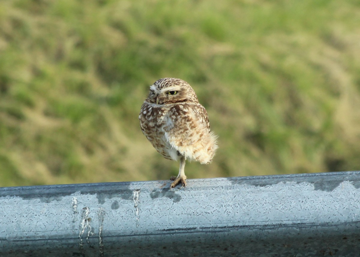 Burrowing Owl - ML620154054