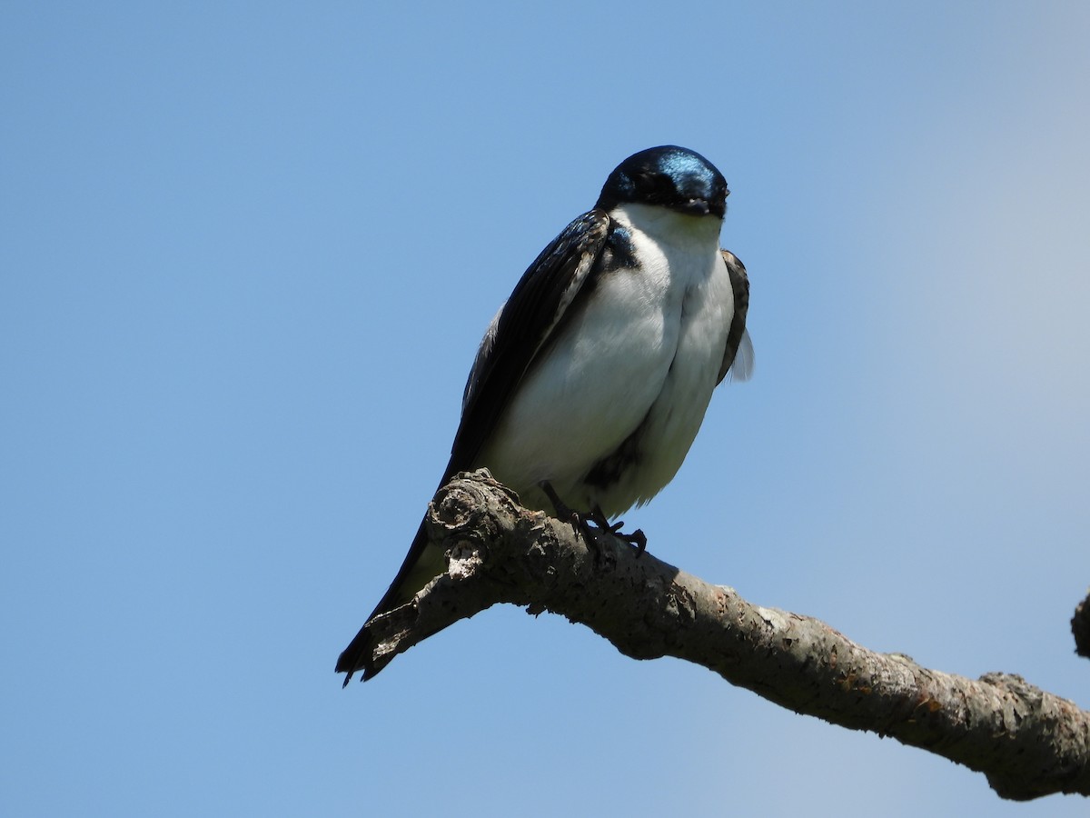 Tree Swallow - ML620154057