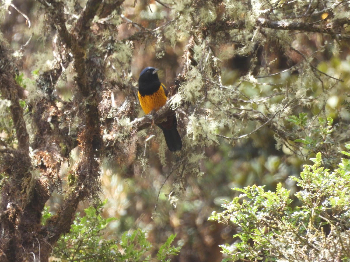 Golden-backed Mountain Tanager - ML620154061