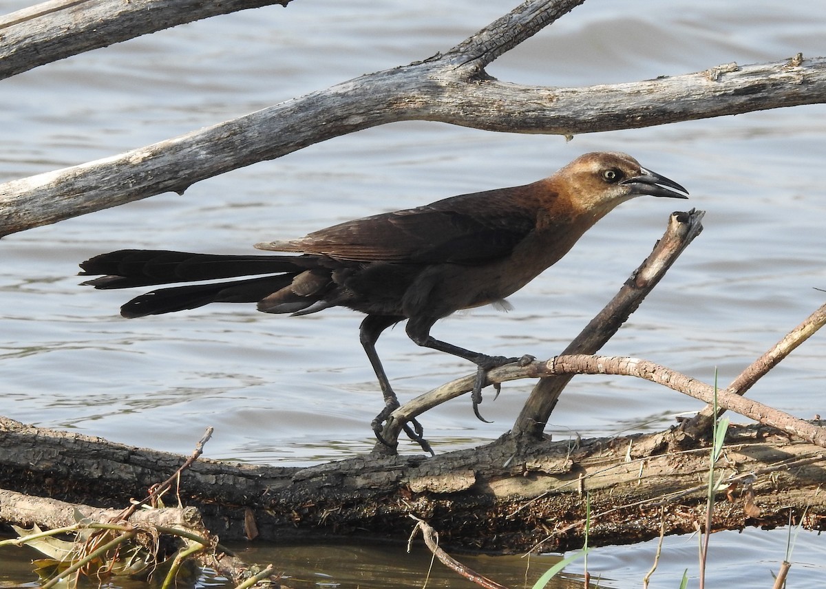 Great-tailed Grackle - ML620154062
