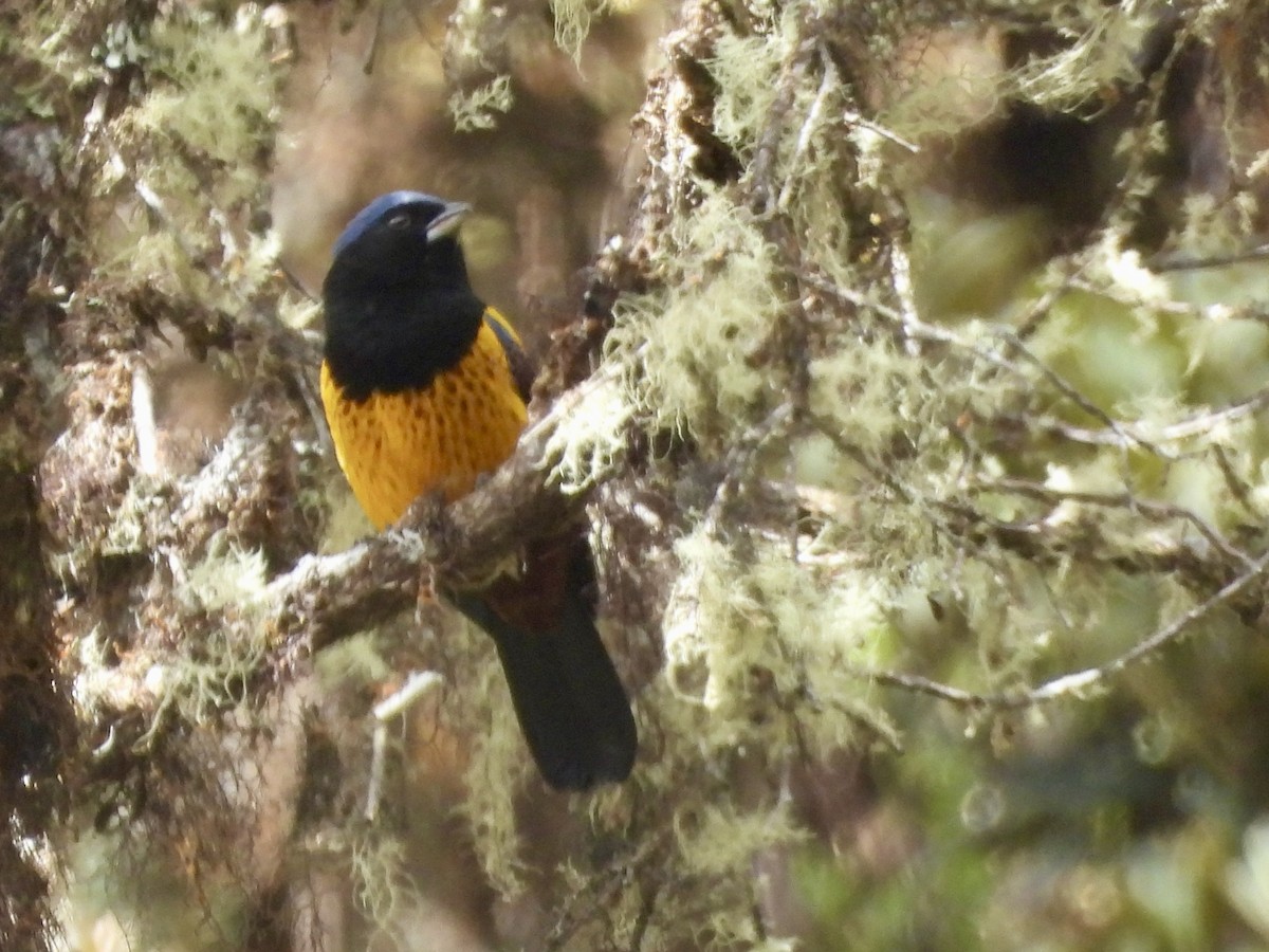 Golden-backed Mountain Tanager - ML620154063