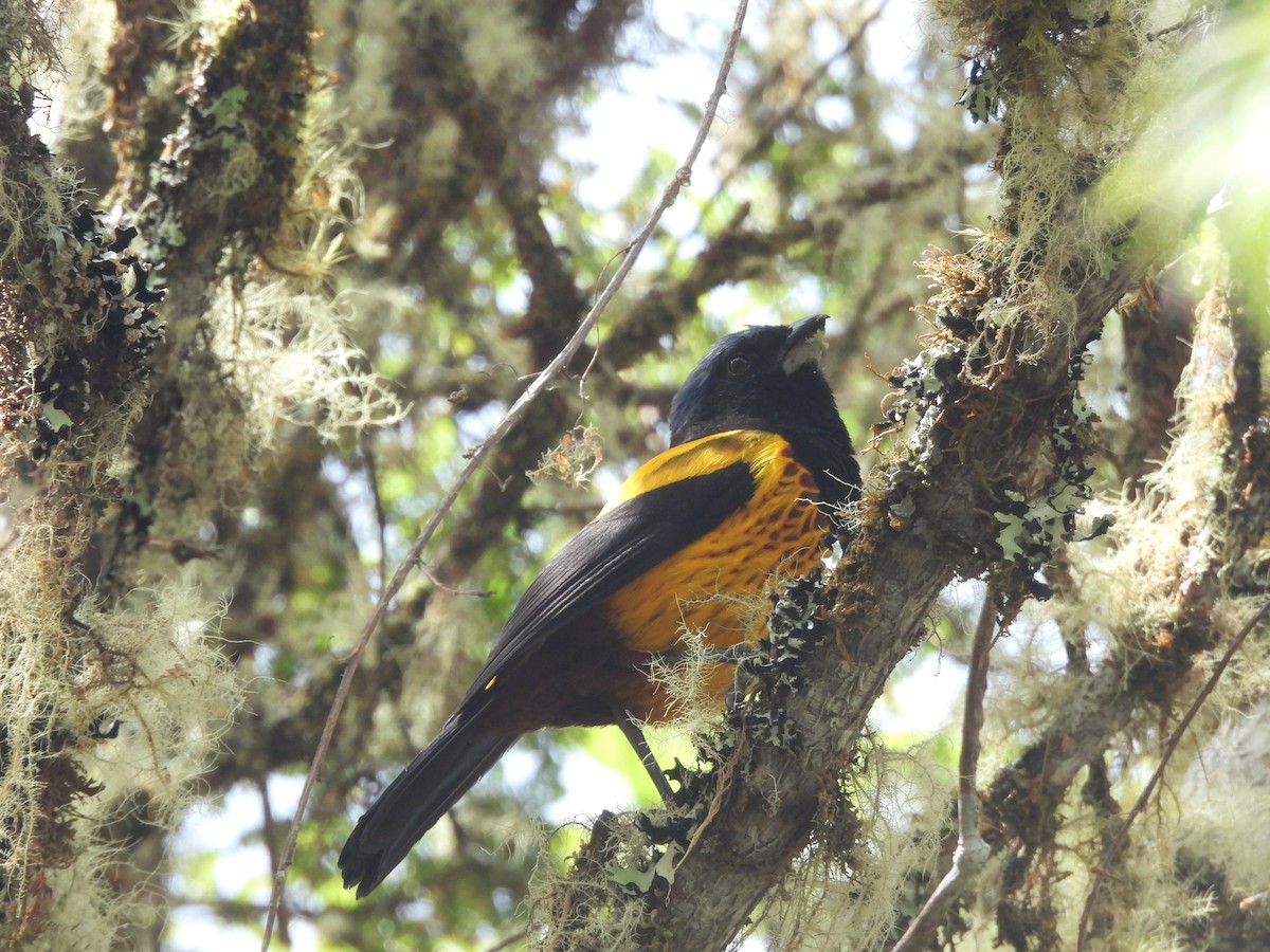 Golden-backed Mountain Tanager - ML620154068