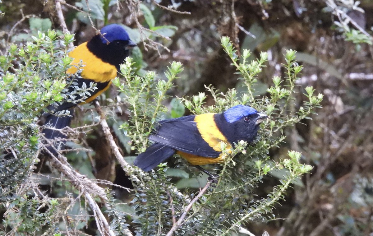 Golden-backed Mountain Tanager - ML620154072