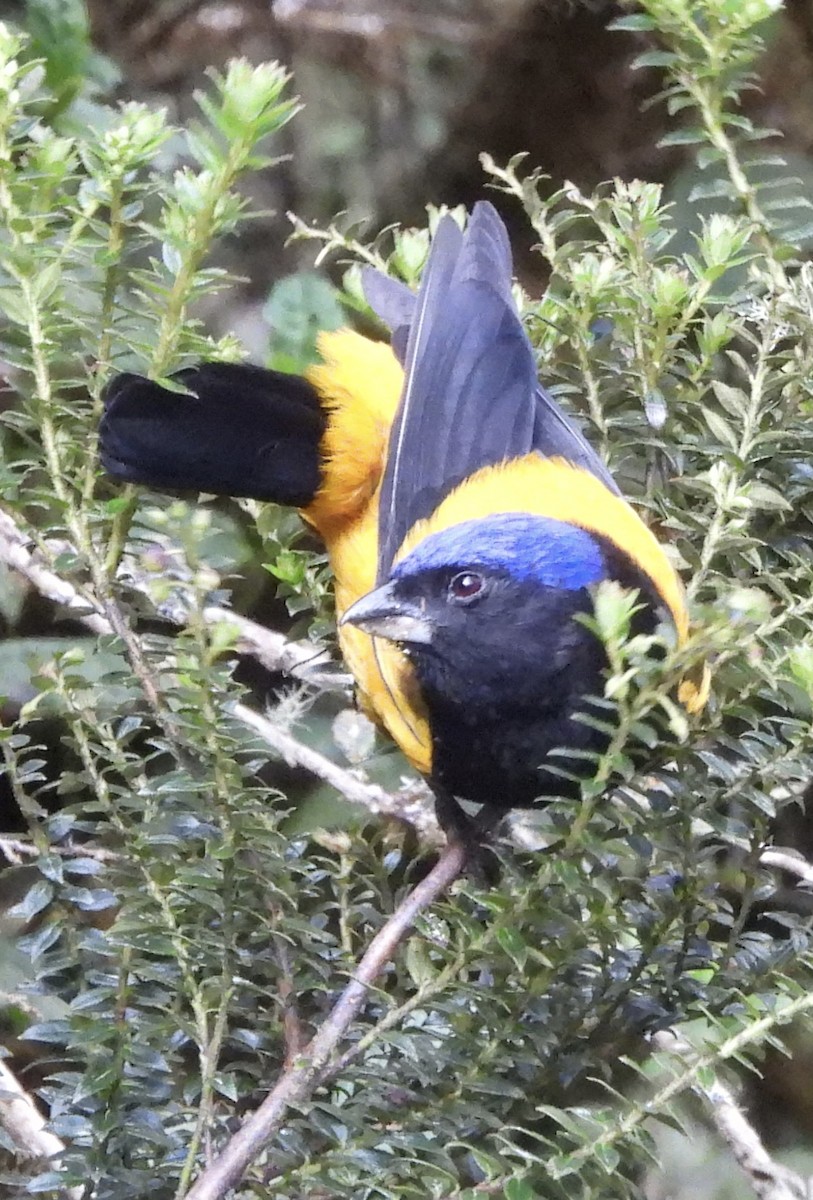 Golden-backed Mountain Tanager - ML620154075