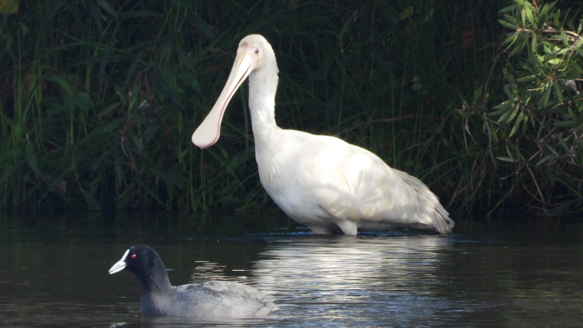 Yellow-billed Spoonbill - ML620154077