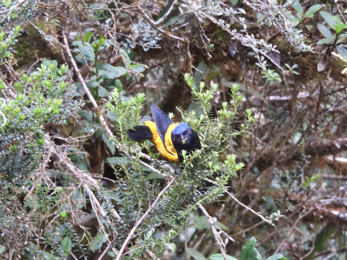Golden-backed Mountain Tanager - ML620154078
