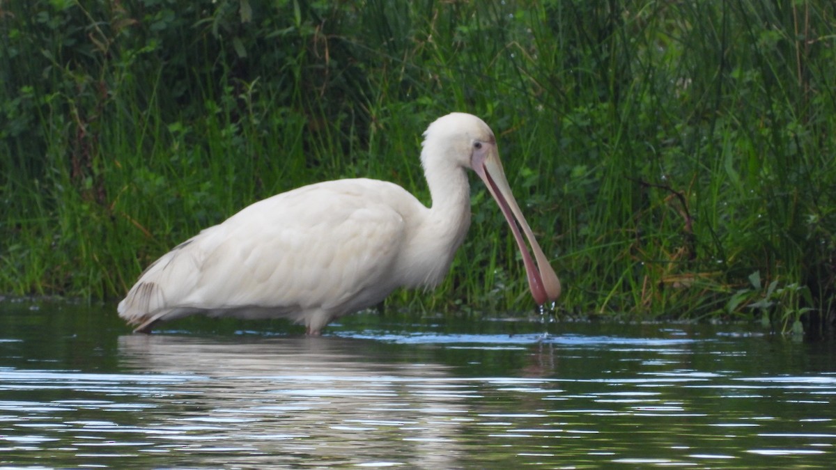 Yellow-billed Spoonbill - ML620154083