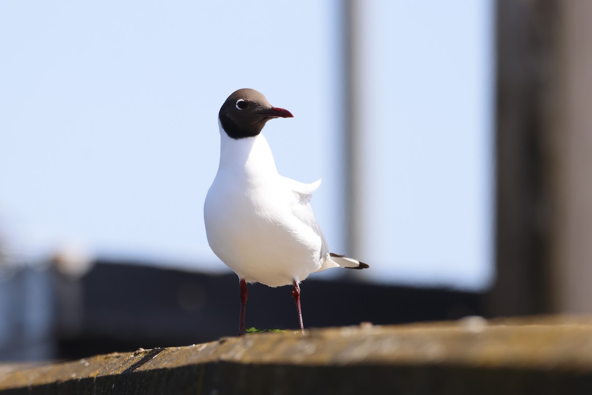 Mouette rieuse - ML620154084