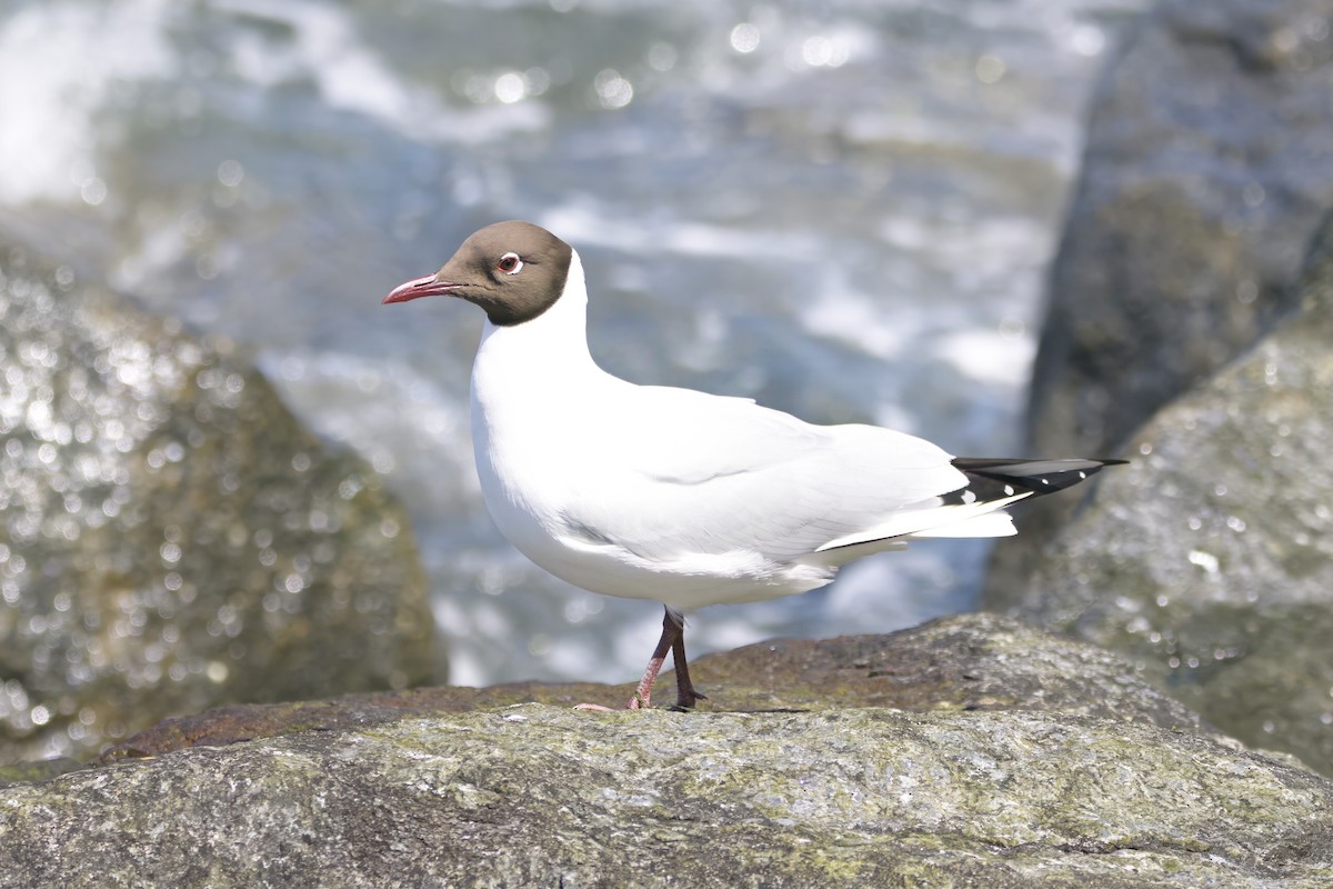 Mouette rieuse - ML620154085