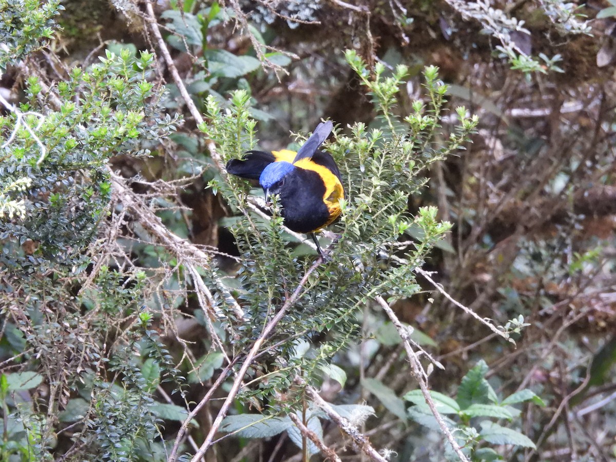 Golden-backed Mountain Tanager - ML620154087