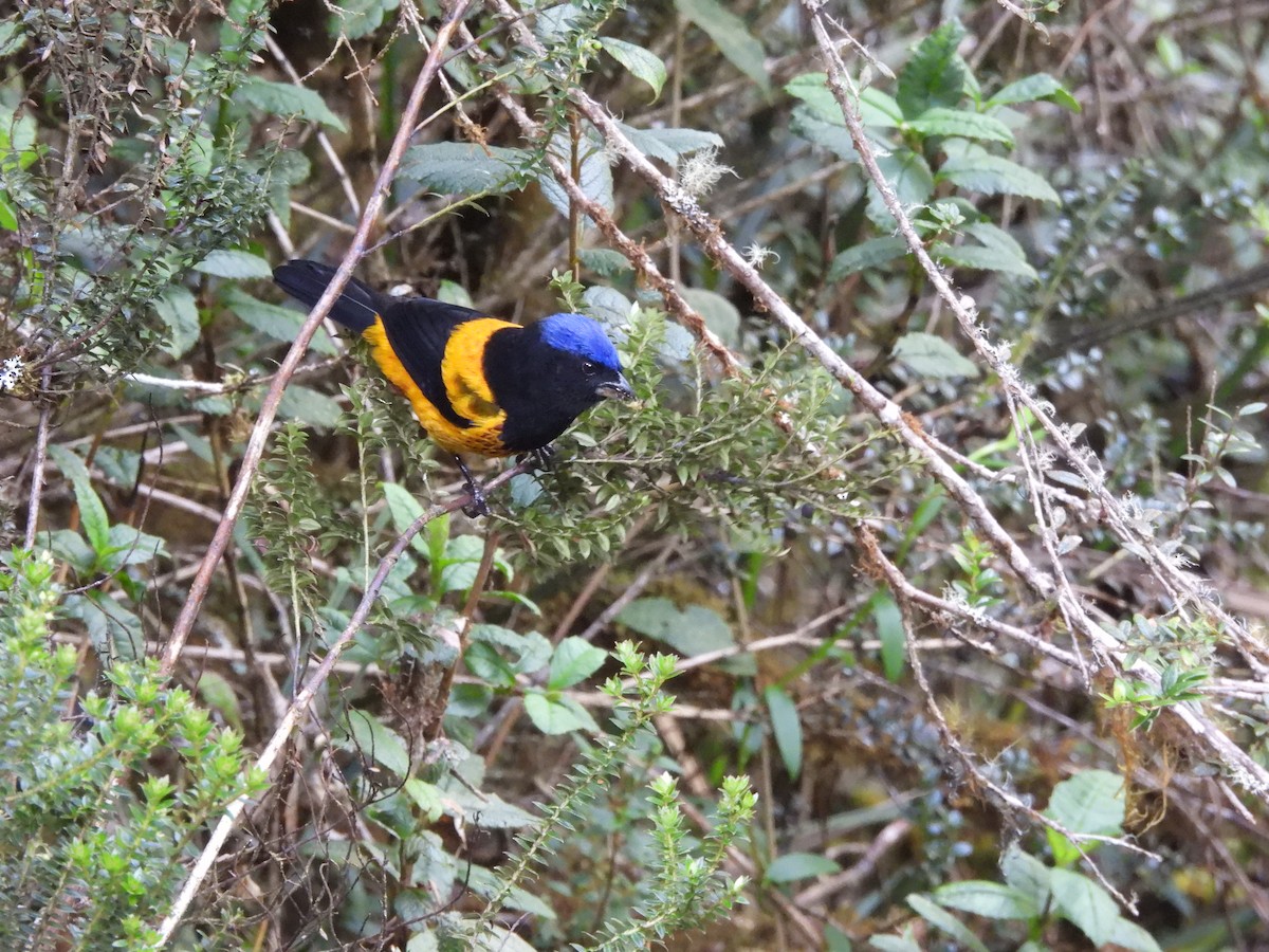 Golden-backed Mountain Tanager - ML620154090