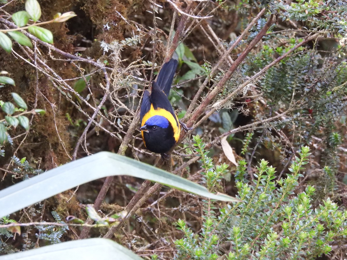 Golden-backed Mountain Tanager - ML620154091
