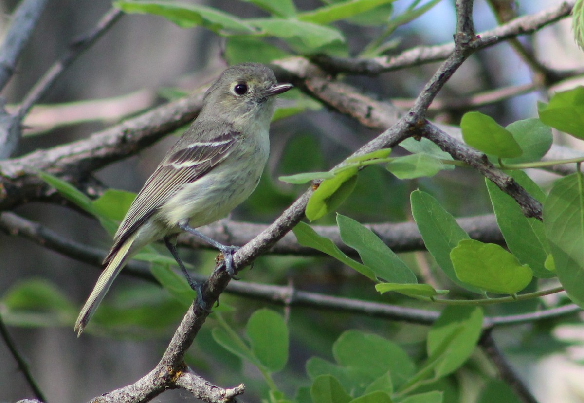 Hutton's Vireo - ML620154092