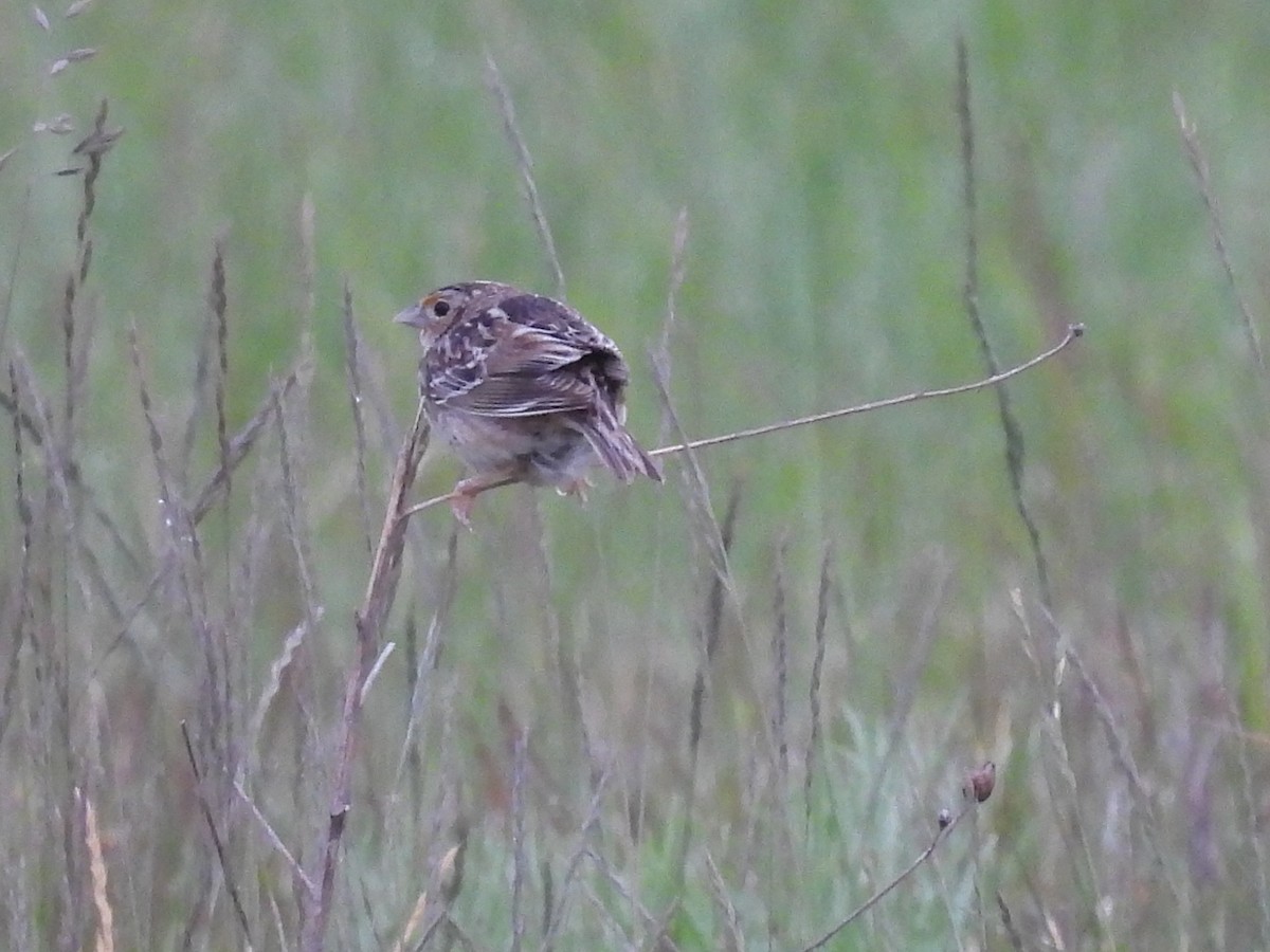 Grasshopper Sparrow - ML620154099