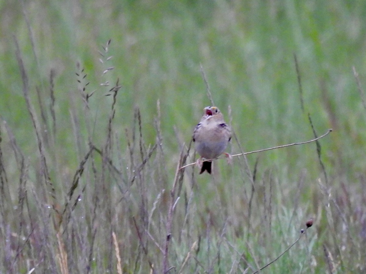 Grasshopper Sparrow - Kathy Rigling