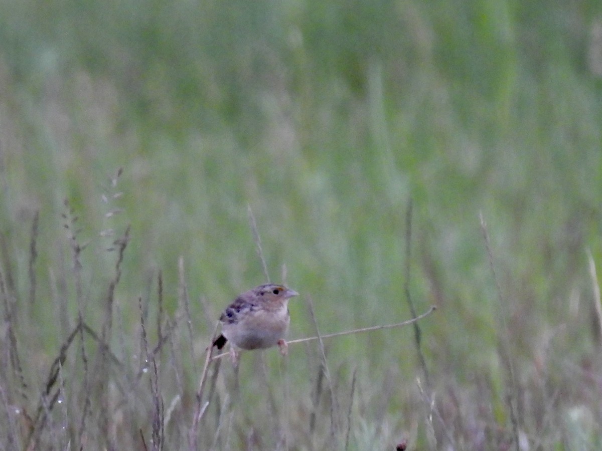 Grasshopper Sparrow - ML620154101