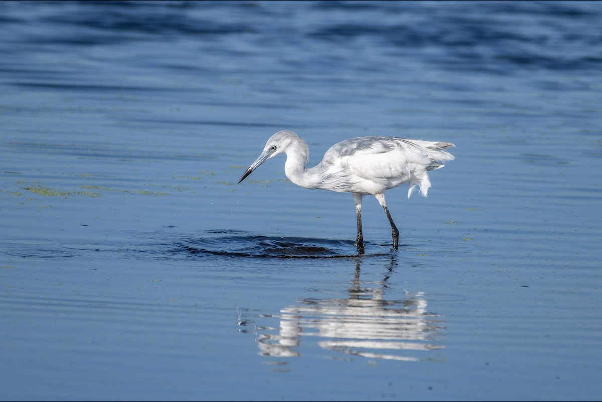 Aigrette bleue - ML620154104