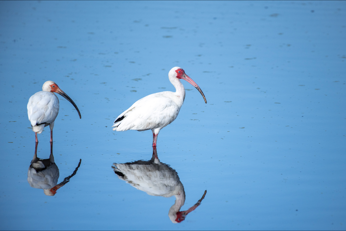 White Ibis - ML620154105