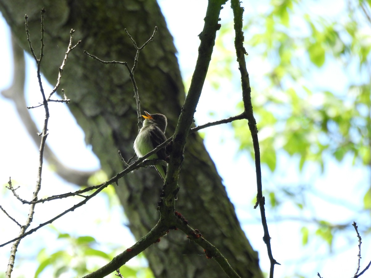 Eastern Wood-Pewee - ML620154109