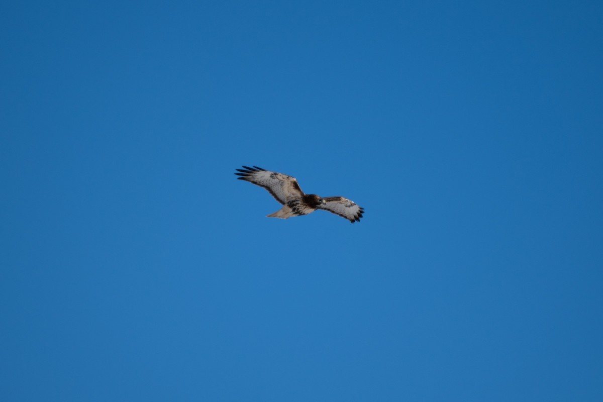 Red-tailed Hawk (abieticola) - ML620154112