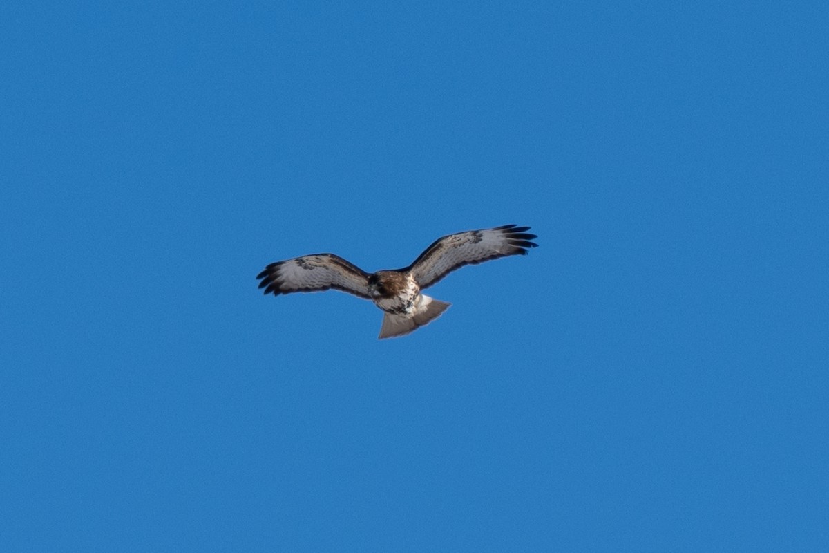 Red-tailed Hawk (abieticola) - ML620154113