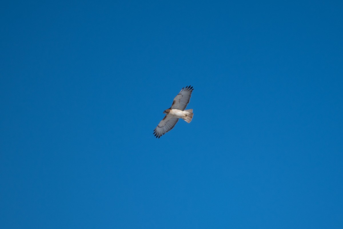 Rotschwanzbussard (borealis) - ML620154115